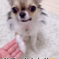 おてするくるみちゃん