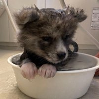 洗面器に入るあきちゃん