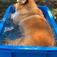 体を洗うぷりんちゃん