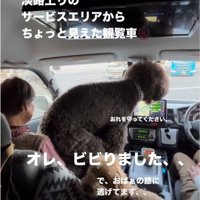 助手席でおばあちゃんの上に乗る犬