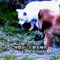 地面を見つめて歩きまわる犬たち