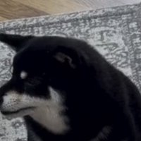 じっと歌声を聞く犬
