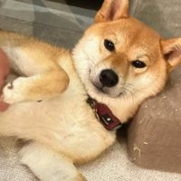 横になってお腹を見せる柴犬