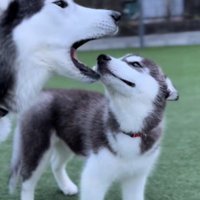 お口の中を覗いて…