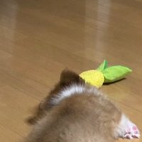 遊び