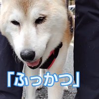 お外へお散歩