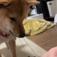 引っ張り始めるそら君