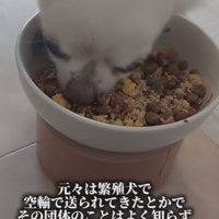 もともとは繁殖犬だったそう