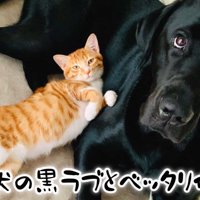 ムニくんと猫たちの尊い関係