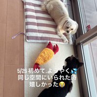 初めは困惑していたシュガーちゃん