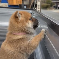 荷台の外を見る子犬
