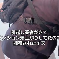 テンション上がったボブくんを捕獲