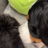 おしりの匂いをクンクン♪