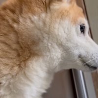 お風呂場で洗われている猫を見つめる犬