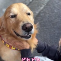 撫でられて嬉しいゆずくん