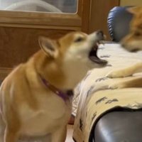 鬼のような形相に…