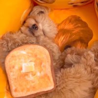 動物病院に連れて行くことに