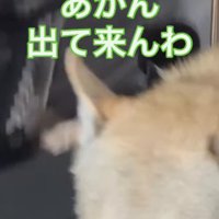 テレビから離れていくチェコスロバキアンウルフドッグ