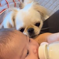ミルクを飲む姿をじーっ