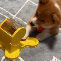 届かないむぎちゃん