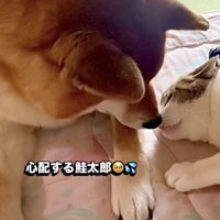 猫に顔を近づける犬