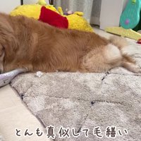 親子のような2匹