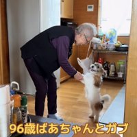 おばあちゃんと手を取り合う犬、カメラ目線