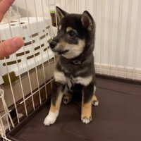 芸の練習中のもずくちゃん