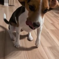 ペルルちゃんの「待て」9