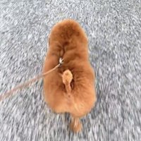 散歩する犬