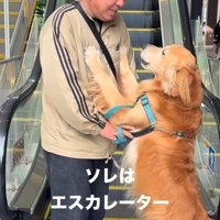 大型犬を抱き上げる投稿主