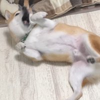 敗北を悔しがる幾三くん