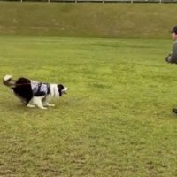 犬がはじき返したボールを手で受け止める女性