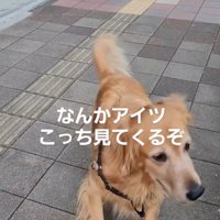 着ぐるみを見て後ずさる犬