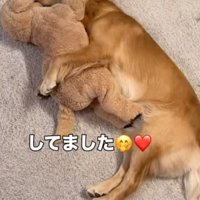 犬のぬいぐるみで遊ぶ犬