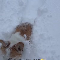 雪に埋もれるポムちゃん⑩