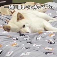 「早く一緒に寝よう」