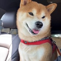 舌を出して微笑む犬