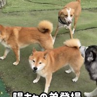 犬たちの中へ入る柴犬