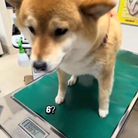 ジタバタするあーちゃん