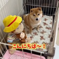 業者さんが来た日のはなちゃん2
