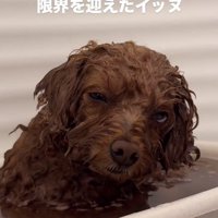 体が傾くピノちゃん
