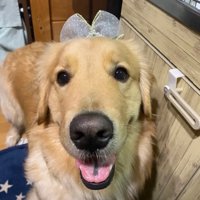 笑顔の大型犬