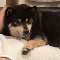 息子さんの上に乗って甘える黒柴
