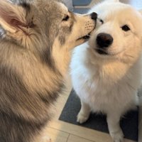 とても仲良しな2匹