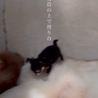 のびのびと遊びまわる♪