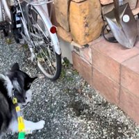 ナラちゃんの行動