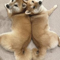 柴犬