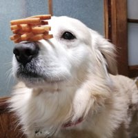 お利口さん…！
