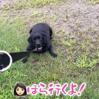 ムニくんのお散歩拒否8